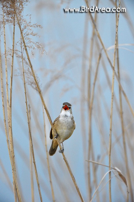 Great Reed Warbler, Acrocephalus arundinaceus