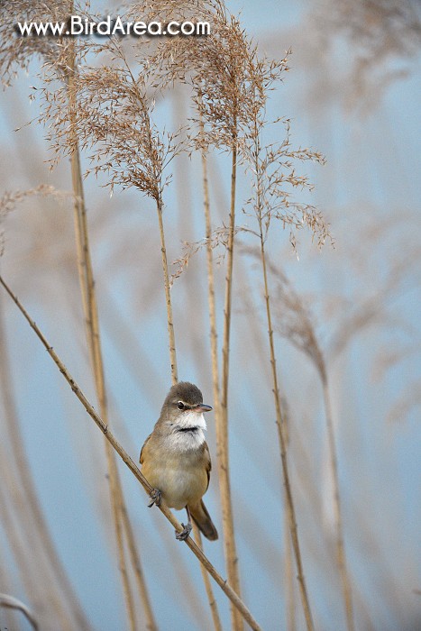 Great Reed Warbler, Acrocephalus arundinaceus