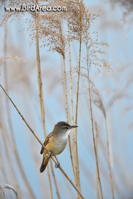 Great Reed Warbler, Acrocephalus arundinaceus