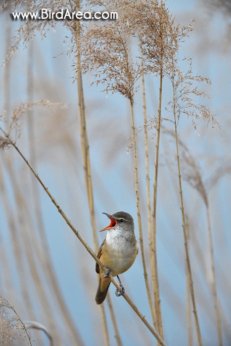 Rákosník velký, Acrocephalus arundinaceus