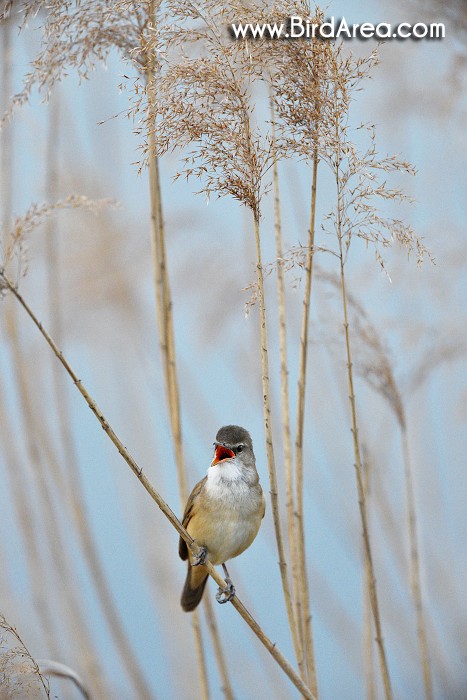 Rákosník velký, Acrocephalus arundinaceus