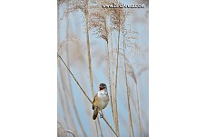 Great Reed Warbler, Acrocephalus arundinaceus