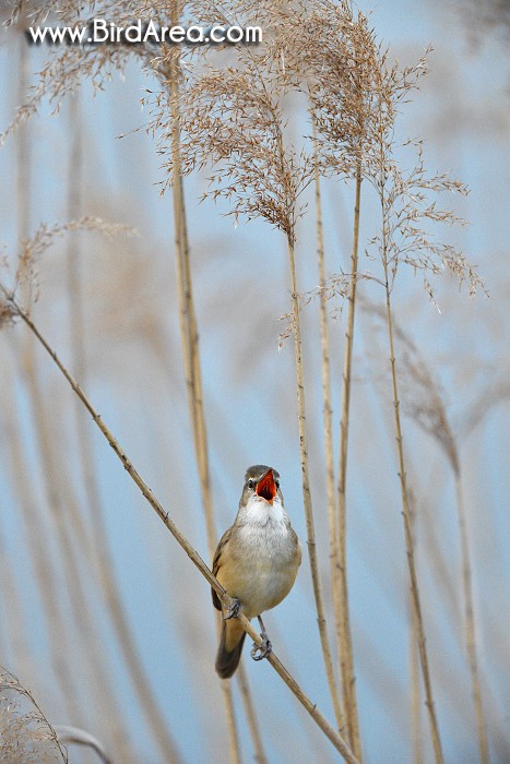 Rákosník velký, Acrocephalus arundinaceus