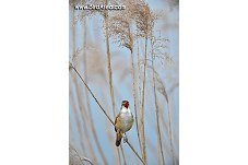 Great Reed Warbler, Acrocephalus arundinaceus