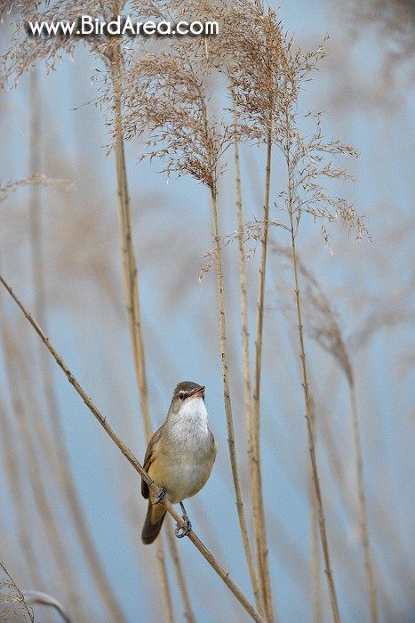 Rákosník velký, Acrocephalus arundinaceus