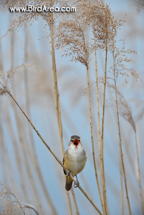 Great Reed Warbler, Acrocephalus arundinaceus