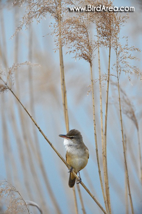 Great Reed Warbler, Acrocephalus arundinaceus