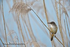 Great Reed Warbler, Acrocephalus arundinaceus