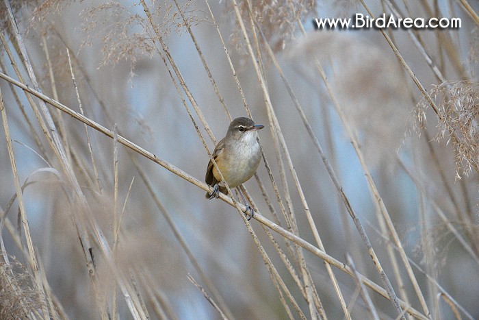 Great Reed Warbler, Acrocephalus arundinaceus