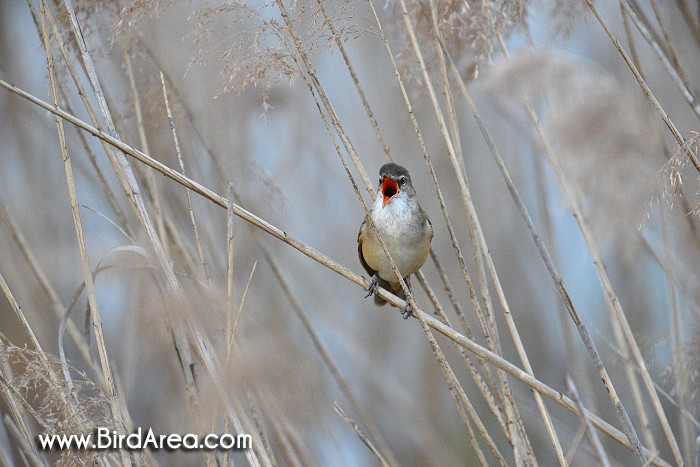 Great Reed Warbler, Acrocephalus arundinaceus