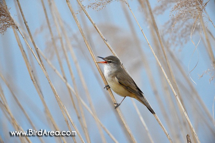 Great Reed Warbler, Acrocephalus arundinaceus