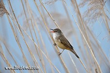 Great Reed Warbler, Acrocephalus arundinaceus