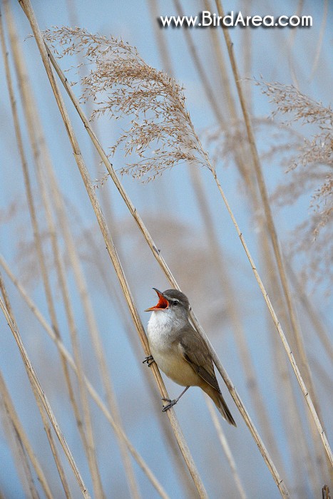 Great Reed Warbler, Acrocephalus arundinaceus