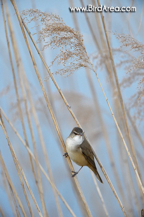 Great Reed Warbler, Acrocephalus arundinaceus