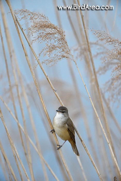 Rákosník velký, Acrocephalus arundinaceus