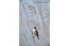 Great Reed Warbler, Acrocephalus arundinaceus