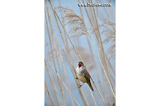 Great Reed Warbler, Acrocephalus arundinaceus