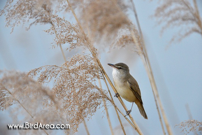 Great Reed Warbler, Acrocephalus arundinaceus