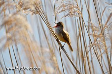 Great Reed Warbler, Acrocephalus arundinaceus