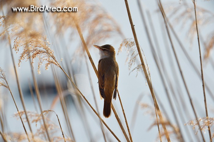 Great Reed Warbler, Acrocephalus arundinaceus