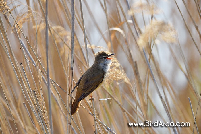 Great Reed Warbler, Acrocephalus arundinaceus