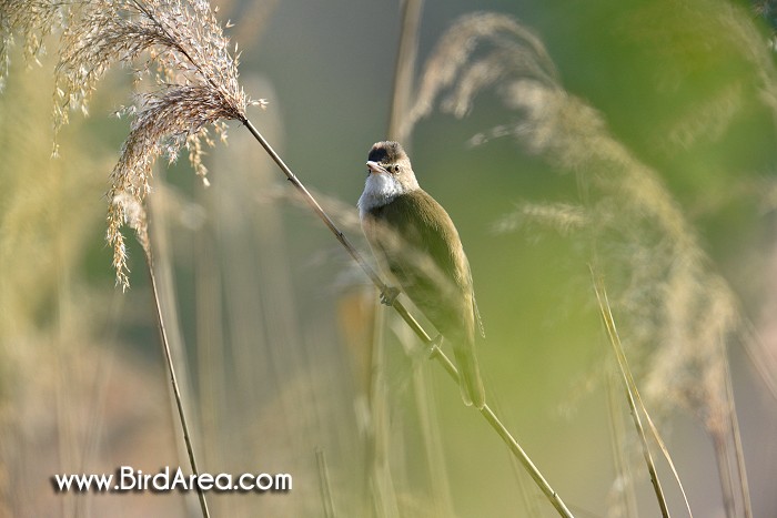 Great Reed Warbler, Acrocephalus arundinaceus