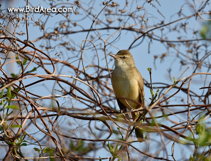 Great Reed Warbler, Acrocephalus arundinaceus