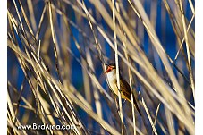 Great Reed Warbler, Acrocephalus arundinaceus