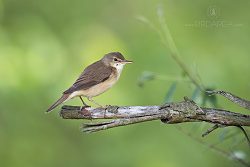 Rákosník zpěvný, Acrocephalus palustris, Marsh Warbler