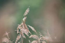 Rákosník zpěvný, Acrocephalus palustris, Marsh Warbler