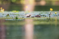 Kachnička mandarinská, Mandarin Duck, Aix galericulata