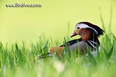 Mandarin Duck, Aix galericulata