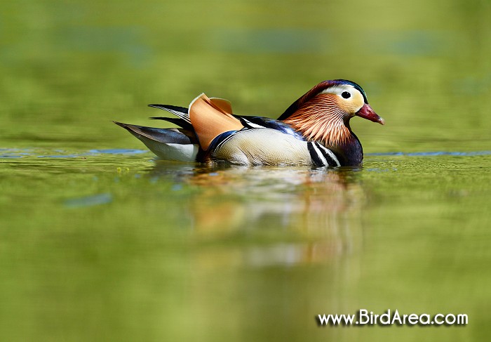 Mandarin Duck, Aix galericulata