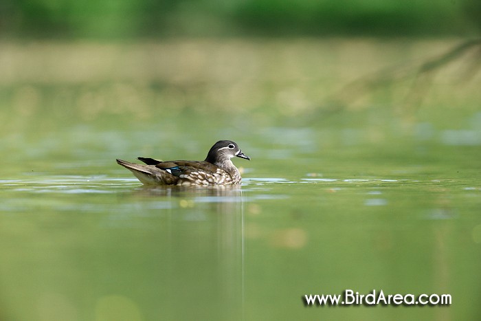 Mandarin Duck, Aix galericulata