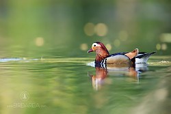 Kachnička mandarinská, Mandarin Duck, Aix galericulata