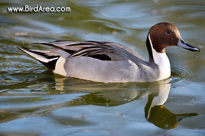 Northern Pintail, Anas acuta