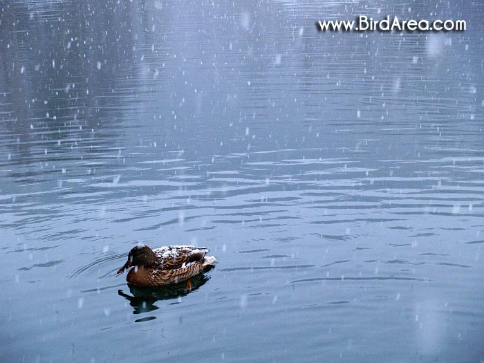 Mallard, Anas platyrhynchos