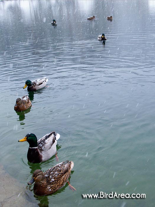 Mallard, Anas platyrhynchos