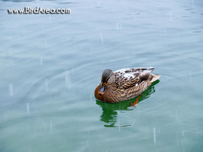 Mallard, Anas platyrhynchos