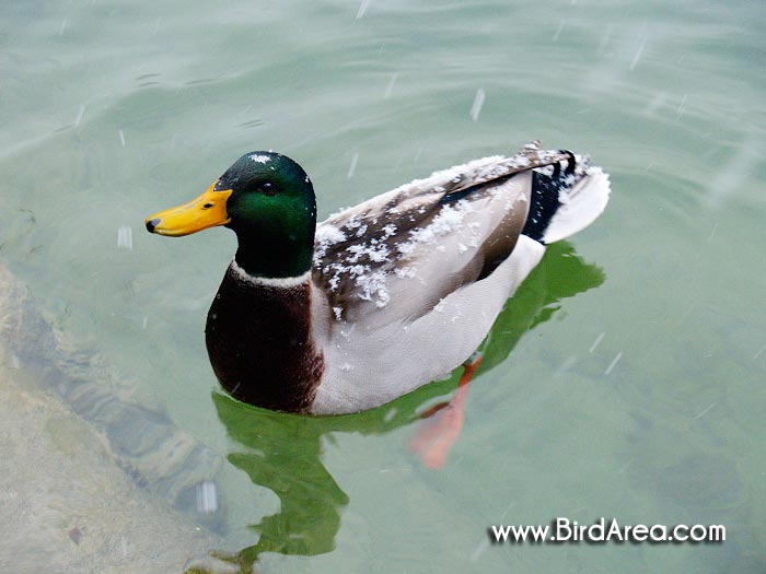Mallard, Anas platyrhynchos
