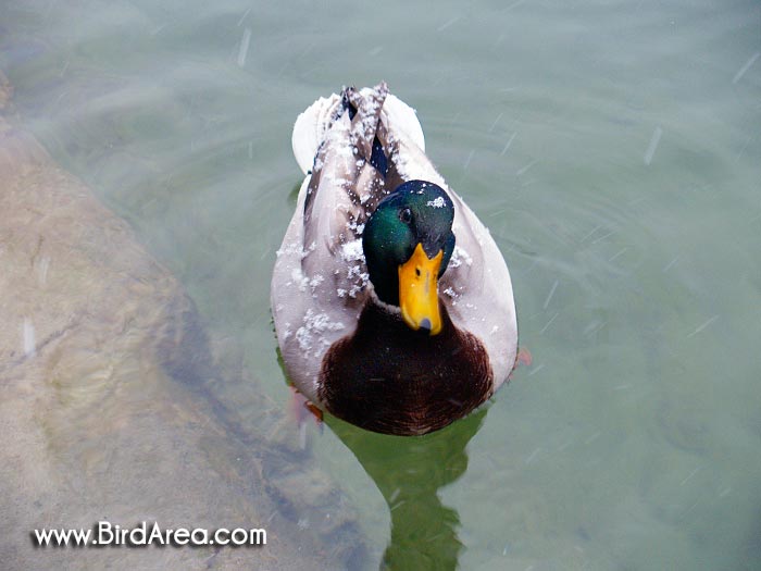 Mallard, Anas platyrhynchos