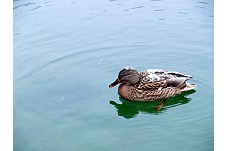 Kachna divoká, Anas platyrhynchos, Adršpach