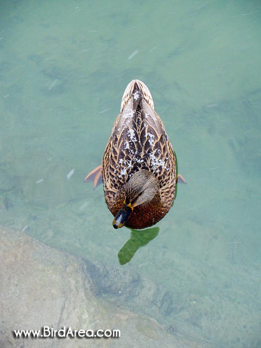 Mallard, Anas platyrhynchos