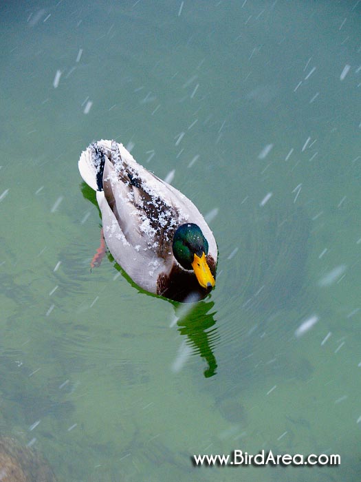 Mallard, Anas platyrhynchos