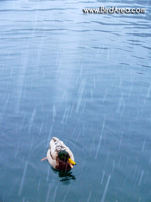 Mallard, Anas platyrhynchos