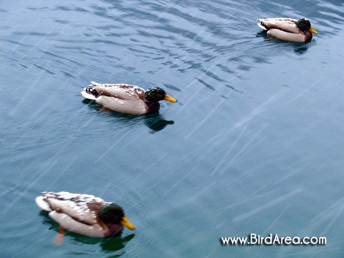 Mallard, Anas platyrhynchos