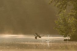 Kachna divoká, Mallard, Anas platyrhynchos