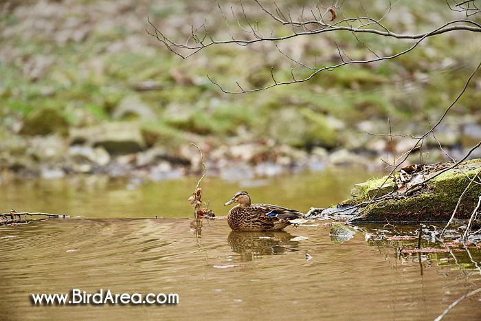 Mallard, Anas platyrhynchos