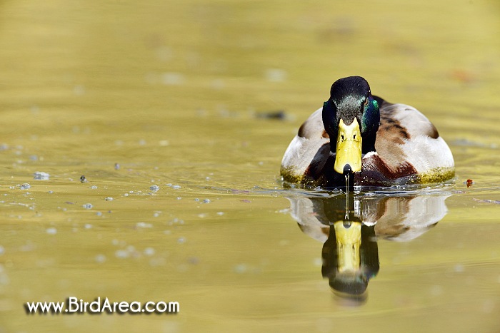 Mallard, Anas platyrhynchos