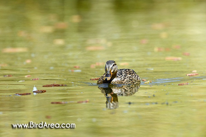 Mallard, Anas platyrhynchos